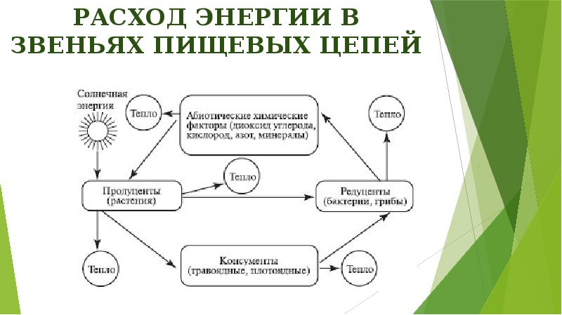 Расход энергии в звеньях пищевых цепей Расход энергии в звеньях пищевых цепей