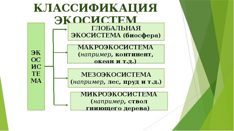 Классификация экосистем Классификация экосистем