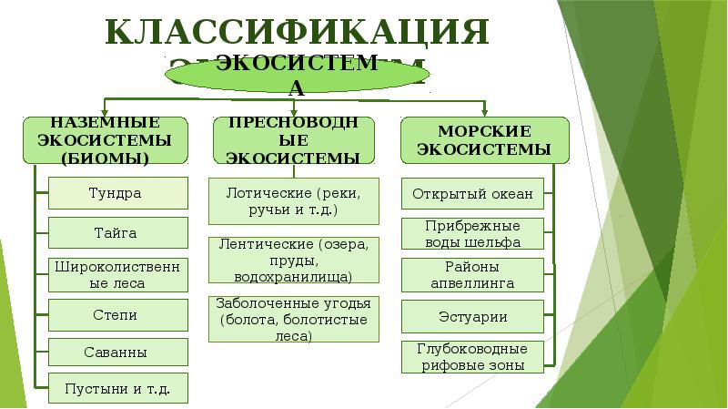 Классификация экосистем Классификация экосистем