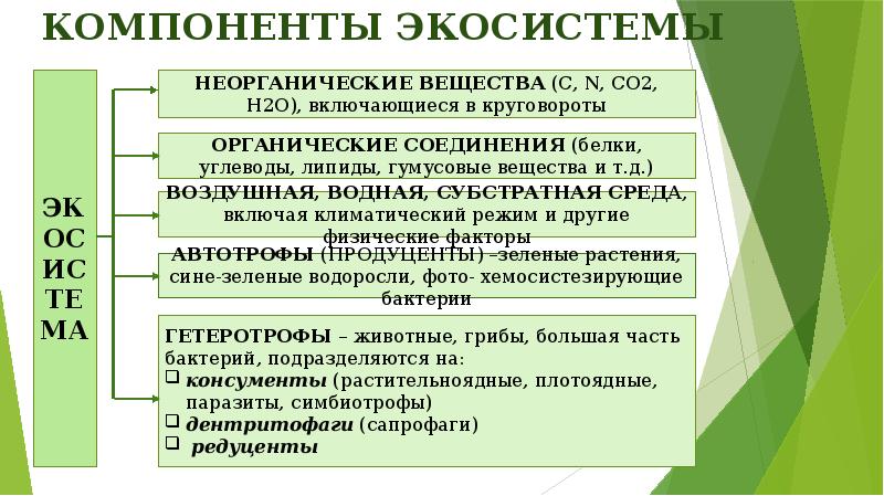 Презентация компоненты экосистемы 8 класс