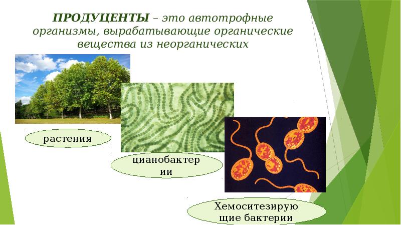 Продуценты – это автотрофные организмы, вырабатывающие органические вещества из неорганических Продуценты – это автотрофные организмы, вырабатывающие органические вещества из неорганических