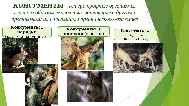 Консументы - гетеротрофные организмы, главным образом животные, питающиеся другими организмами или Консументы - гетеротрофные организмы, главным образом животные, питающиеся другими организмами или
