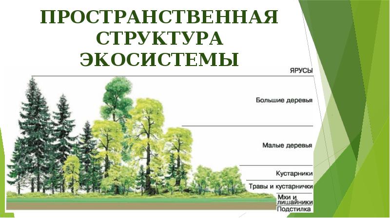 Пространственная структура экосистемы Пространственная структура экосистемы