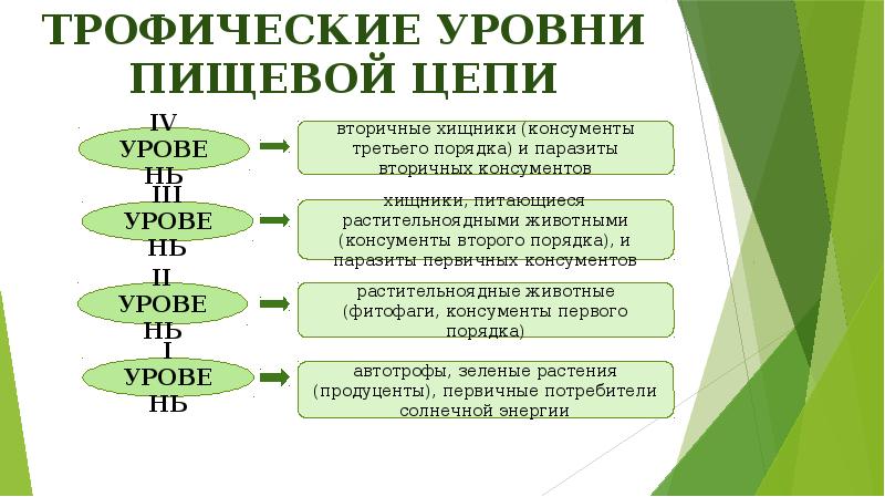 Трофические цепи презентация