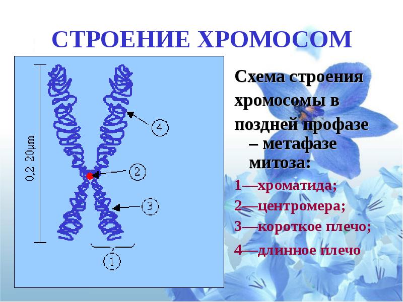 Строение хромосомы фото