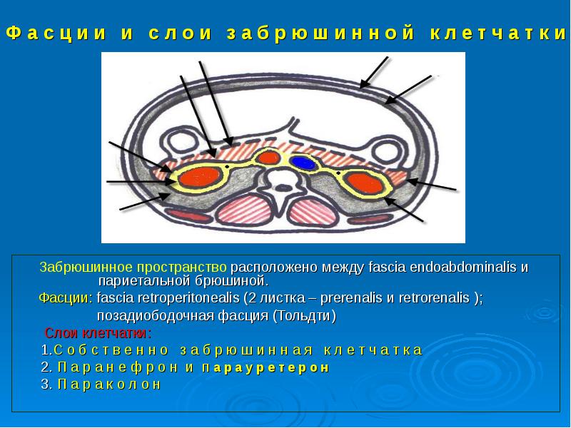 Забрюшинное пространство презентация