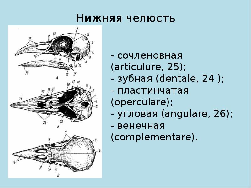 Какие изменения произошли с челюстями птиц. Нижняя челюсть птицы. Верхняя челюсть птицы. Череп птицы схема. Череп птицы кости нижней челюсти.