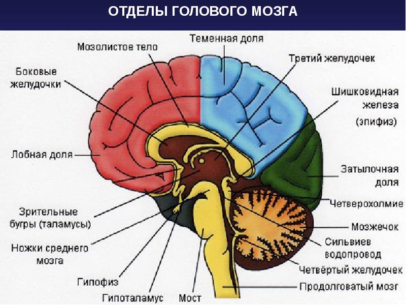 Реферат: Оболонки спинного та головного мозку