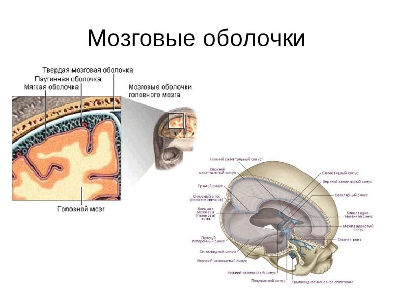 Реферат: Оболонки спинного та головного мозку