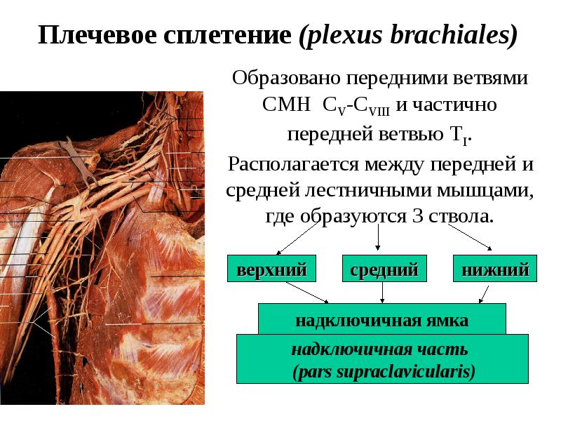 Плечевое сплетение презентация