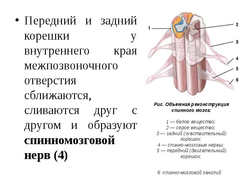 Корешок мозга. Анатомия задних Корешков спинного мозга. Структура переднего корешка спинного мозга. Объемная реконструкция и поперечный разрез спинного мозга. Задние корешки спинного мозга образованы являются.