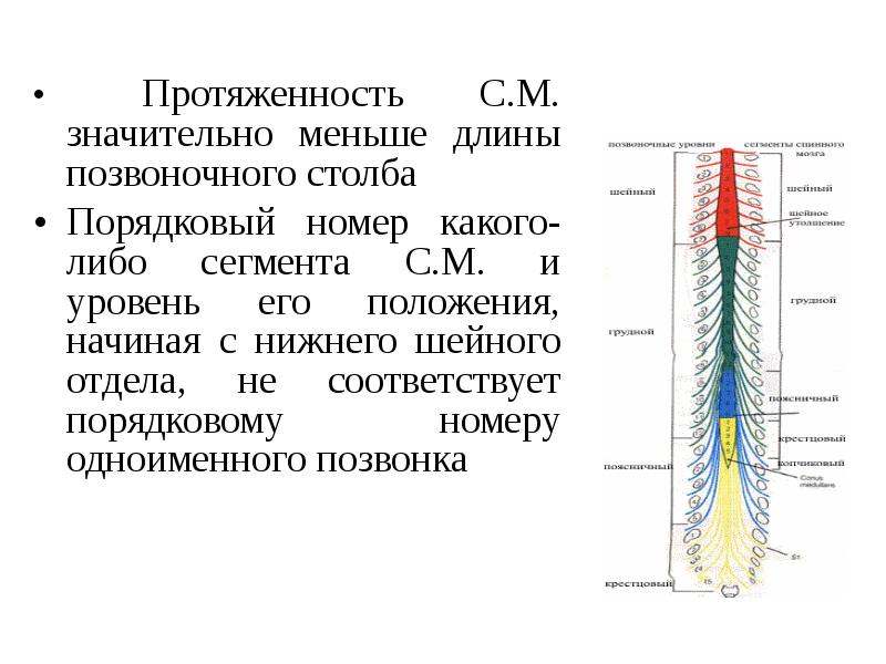 Функциональная анатомия спинного мозга презентация