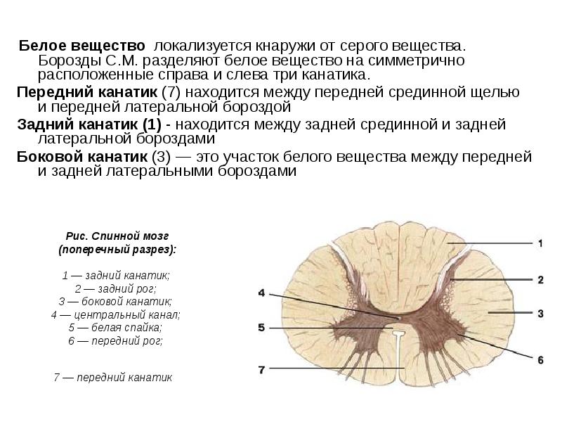 Тело и отростки расположены в спинном мозге. Канатики белого вещества спинного мозга. Что такое задние канатики в строении спинного мозга. Передний канатик белого вещества спинного мозга. Задний канатик спинной мозг анатомия.
