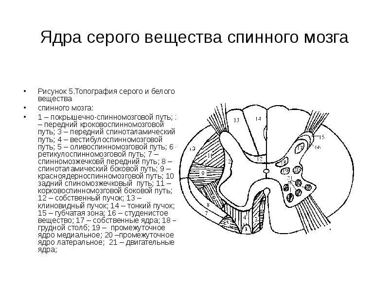 Расположение белого вещества спинного мозга схема