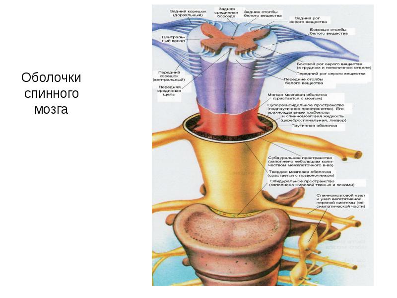 Оболочки спинного мозга анатомия рисунок