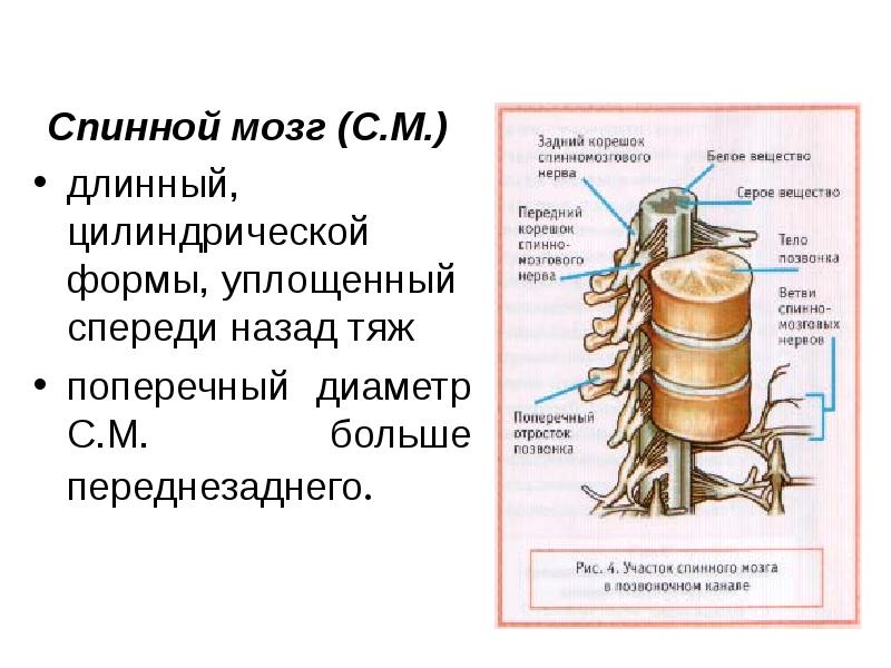 Где находится спинной мозг у человека с картинкой