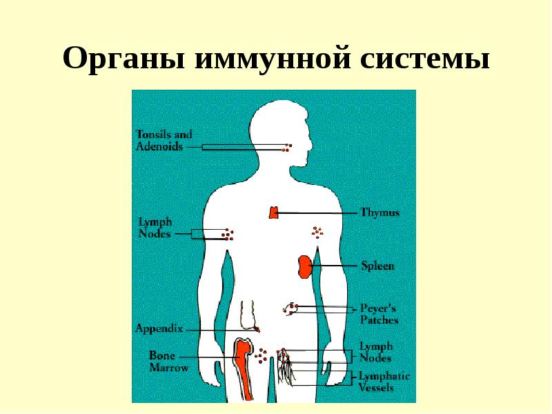 Органы иммунной системы фото