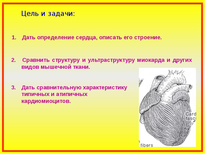 Сердце определение. Завиток сердца анатомия. Анатомия сердце задачи.