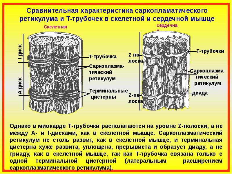 Гладкий саркоплазматический ретикулум исчерченных мышц обеспечивает. Саркоплазматический ретикулум. Саркоплазматический ретикулум строение. Саркоплазматический ретикулум мышечного волокна. Цистерны саркоплазматического ретикулума.