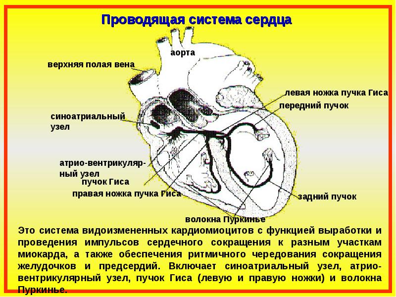 Проводящая система сердца презентация анатомия