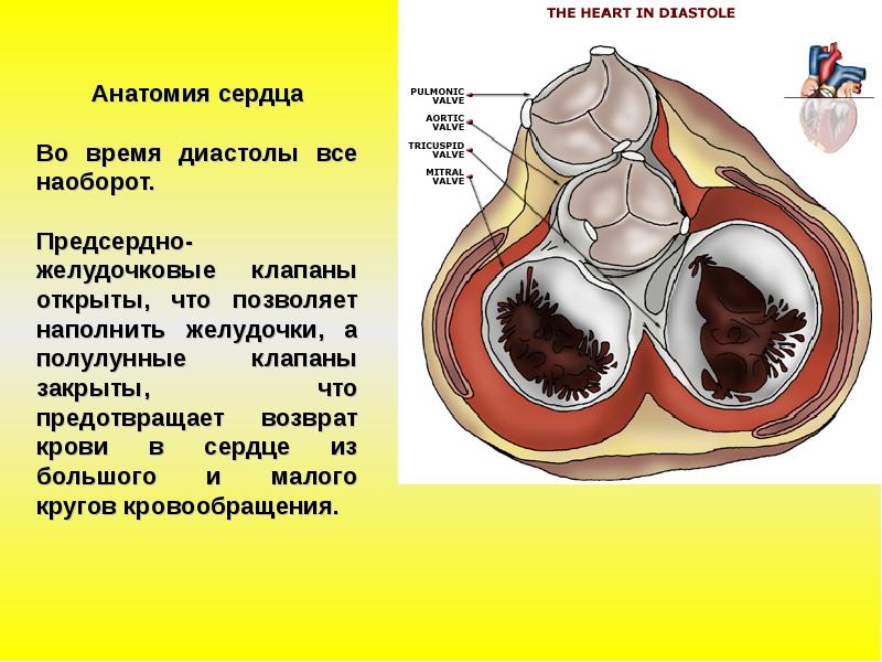 Клапаны сердца анатомия таблица. Клапаны сердца кт анатомия. Анатомия сердца (2021). Фаза диастолы открытая полулунная клапаны.