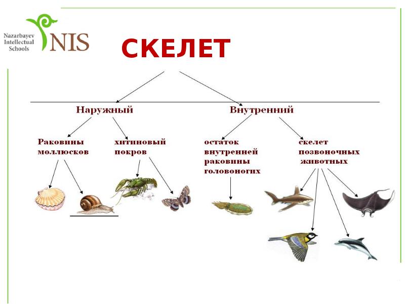 Движение беспозвоночных и позвоночных