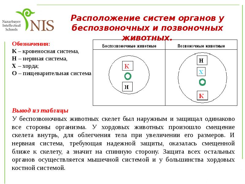 Система расположения. Расположение органов у беспозвоночных и позвоночных. Расположение осевых органов у позвоночных и беспозвоночных. Hfcgjkj;tybt jhufyjd e gjpdjyjxys[ b ,tcgjpdjyjxys[ ;bdjnys[. Аксиальное расположение выводов.