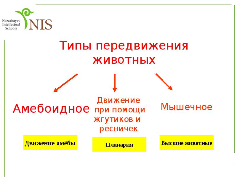 Органы движения