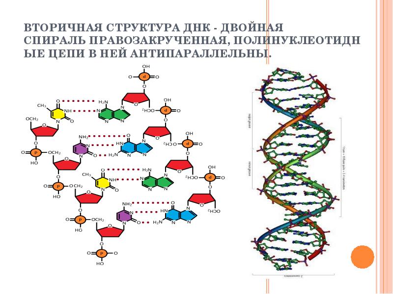 Комплементарные цепи нуклеиновых кислот антипараллельны. Вторичная структура белка правозакрученная. Фрагмент вторичной структуры ДНК. Строение вторичной структуры ДНК. Вторичная структура структура ДНК.