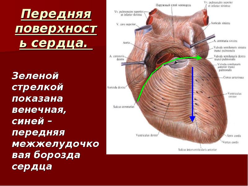 Венечная борозда головки фото