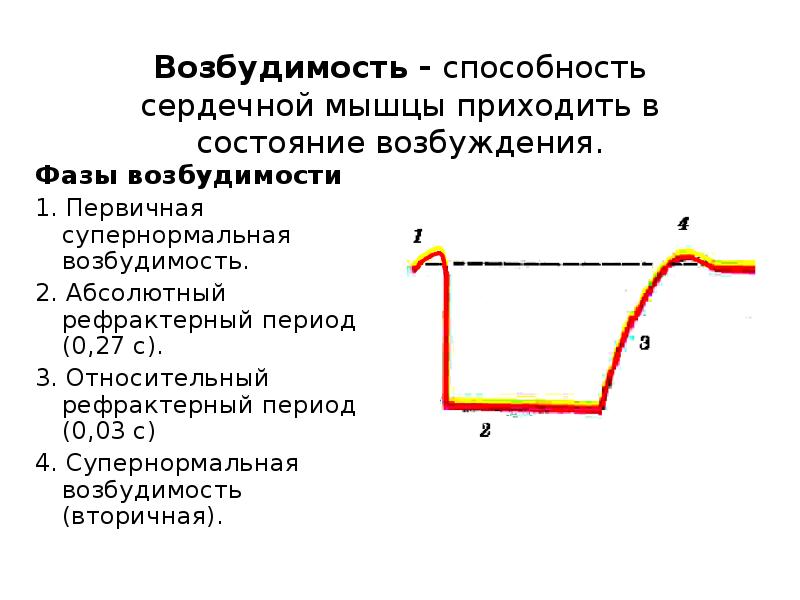 Презентация сократимость сердечной мышцы