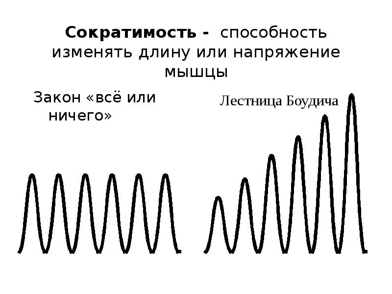 Презентация сократимость сердечной мышцы