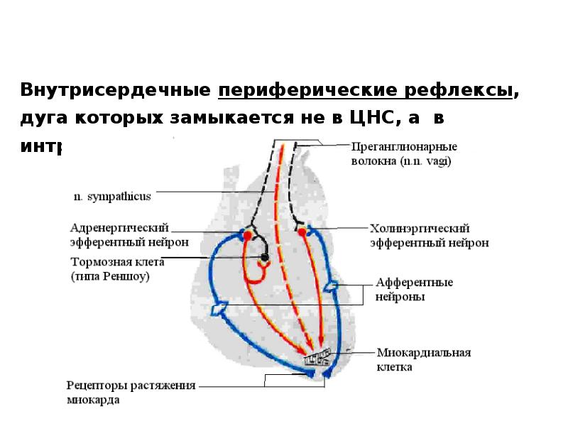 Внутрисердечная нервная регуляция