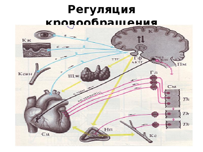 Как осуществляется регуляция сердца