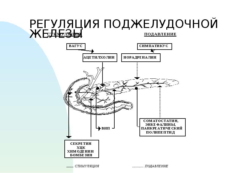 Схема регуляции пищевого поведения физиология