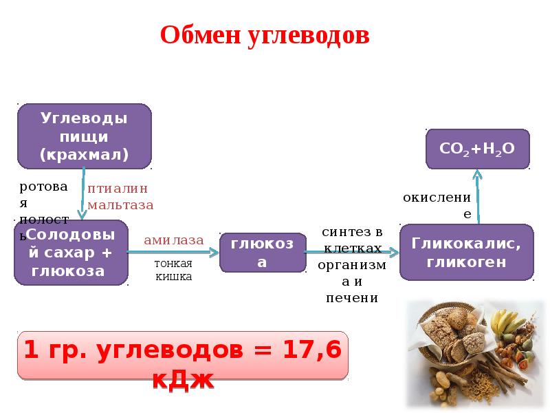 Этапы обмена жиров. Схема обмена веществ углеводов. Схема по обмену углеводов. Метаболизм углеводов биологическая роль. Хема обмена углеродов.
