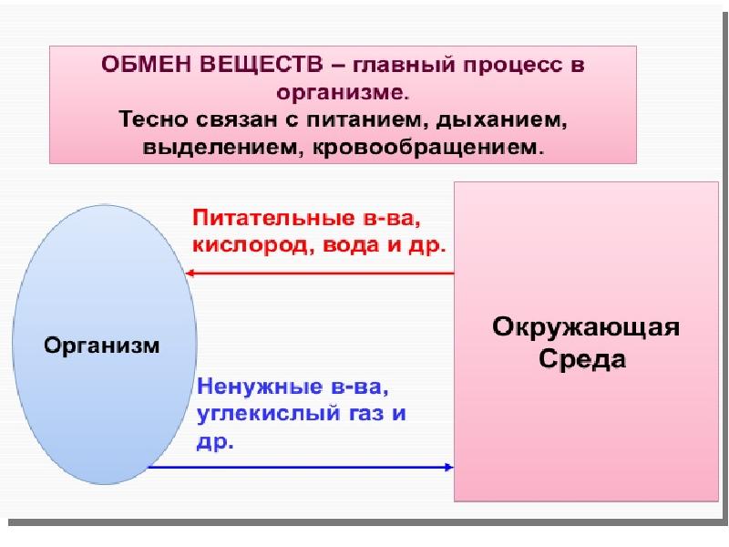 Проект обмен веществ