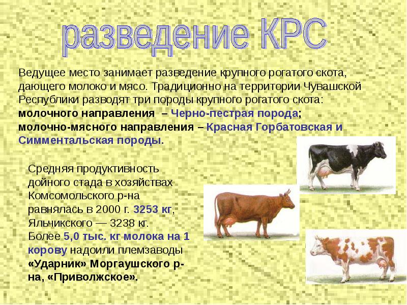 Сколько растет корова. Животноводство. Разведение крупного рогатого скота. Сообщение о животноводстве. Презентация отрасли животноводства.