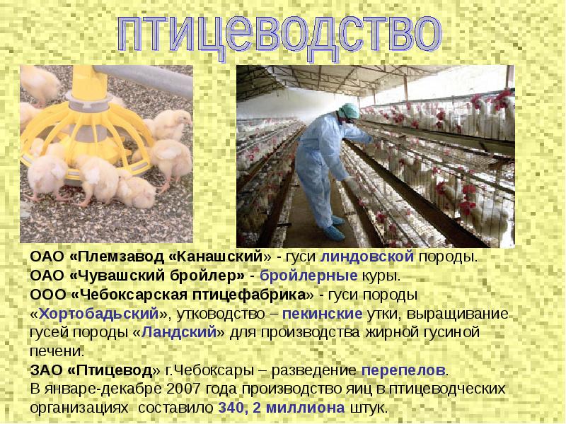 Получение продукции животноводства 8 класс технология презентация