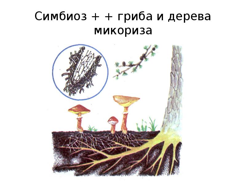 Микориза рисунок. Симбиоз гриба и дерева. Грибы симбионты.