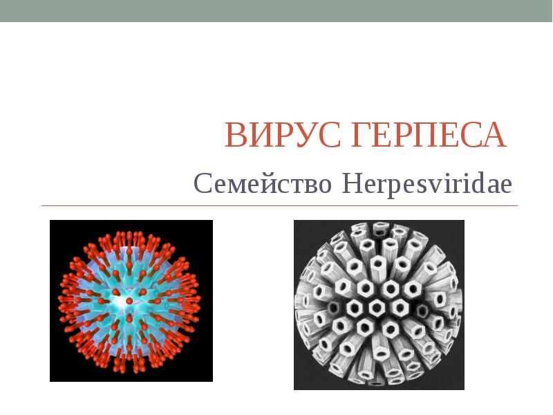 Доклад по биологии на тему вирус герпеса