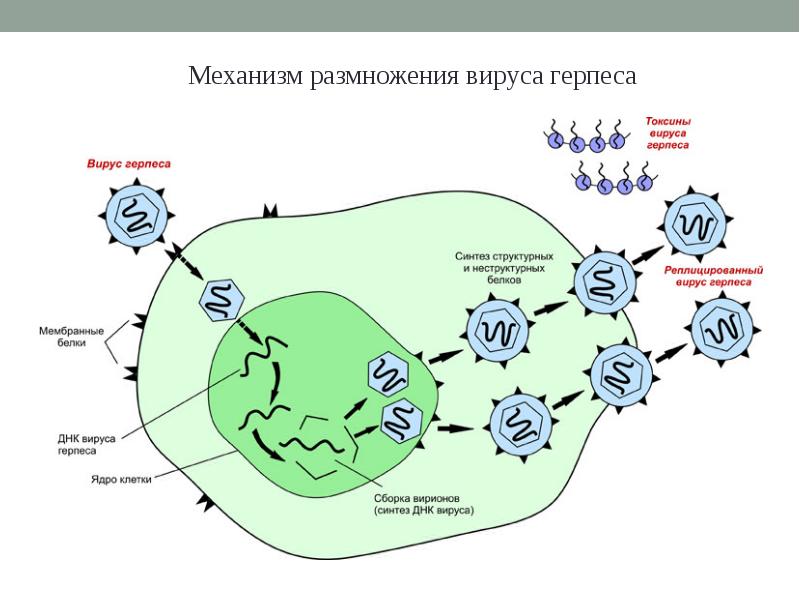 Вирус герпеса презентация по биологии