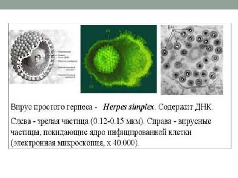 Вирус герпес сообщение по биологии