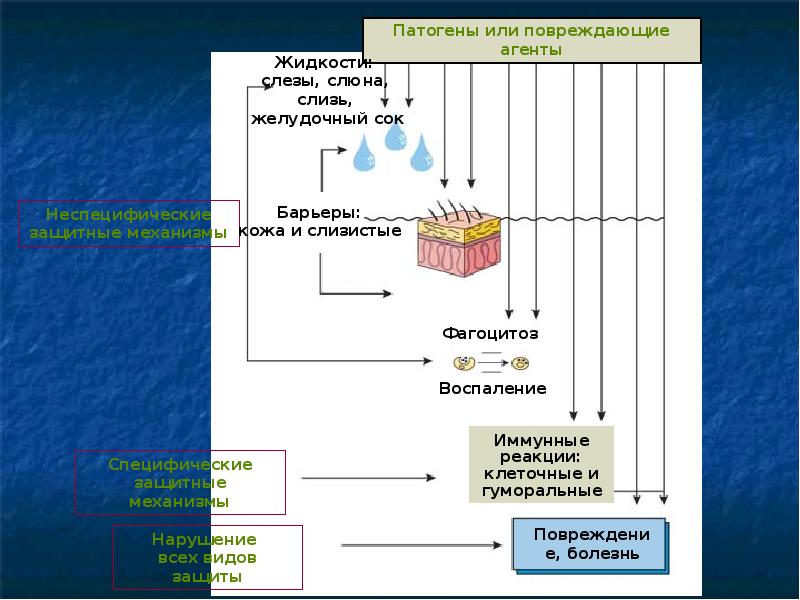 Презентация на тему патофизиология воспаления