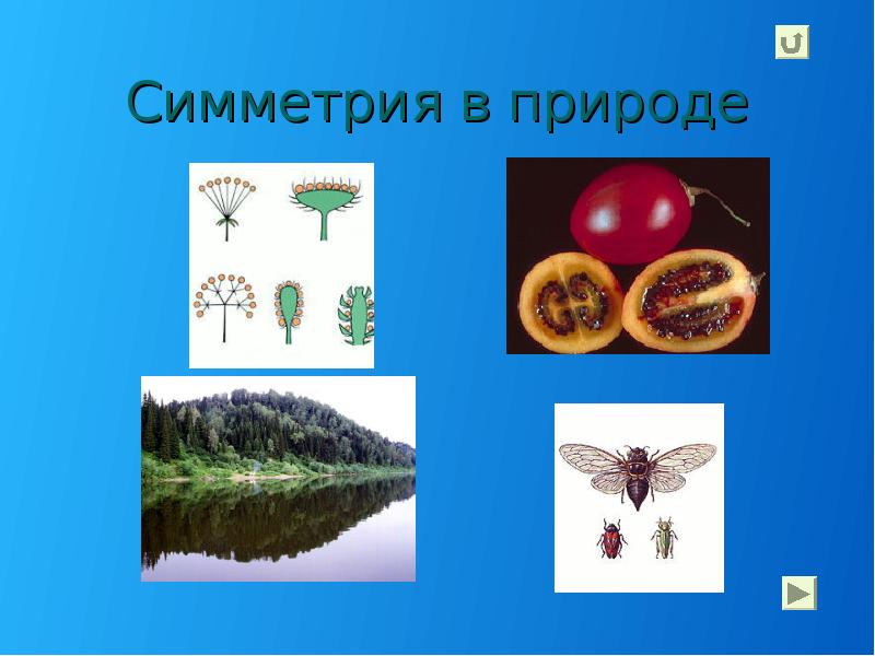 Симметрия в природе Симметрия в природе
