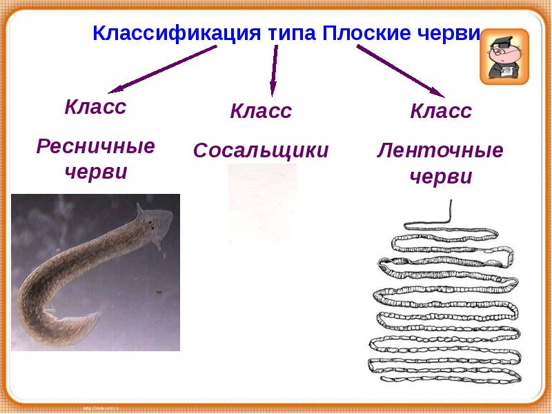 Строение паразитических