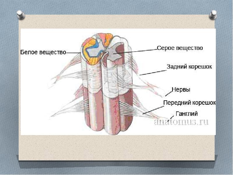 Схема собственного аппарата спинного мозга