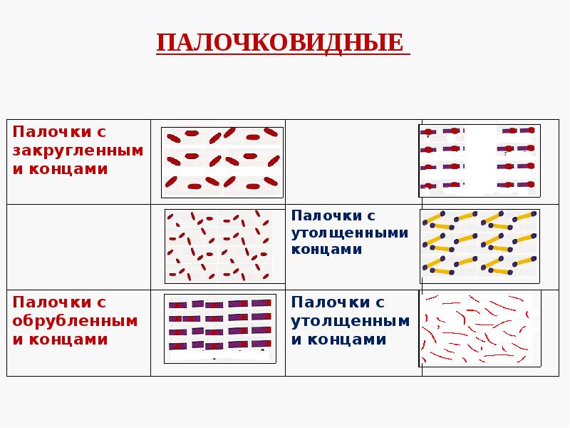 Морфология бактерий презентация - 90 фото