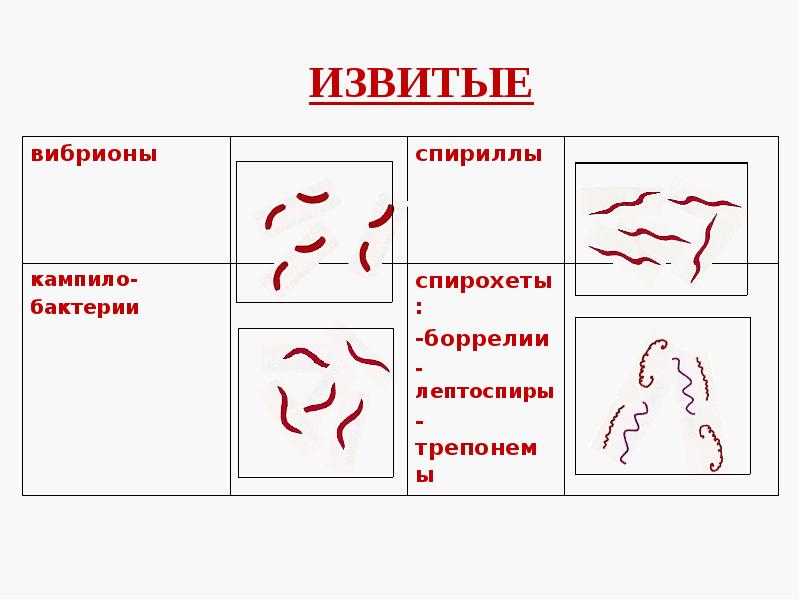 Морфология бактерий презентация