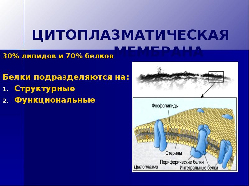 Функции цитоплазматической мембраны. Строение цитоплазматической мембраны бактерий. Белки цитоплазматической мембраны бактерий. Белки цитоплазматической мембраны. Цитоплазматическая мембрана микробиология.